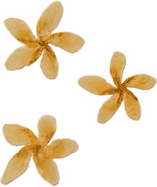 Pressed yellow flowers